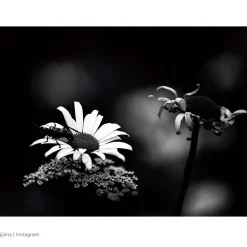 Rollei Analoge Filme-Blackbird Schwarzweiß-Negativfilm | 35 mm | 36 Aufnahmen | ISO 64