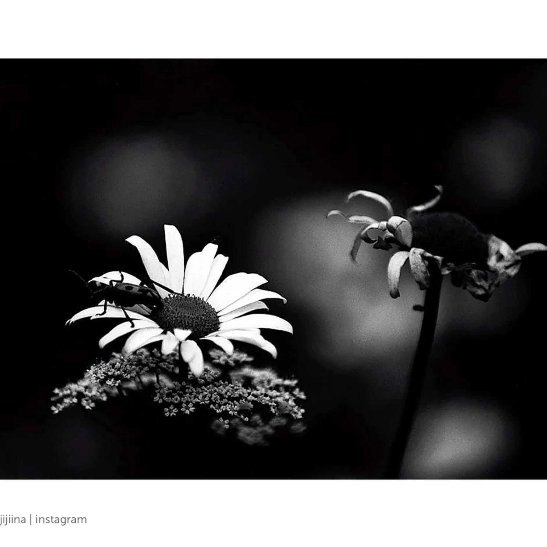 Rollei Analoge Filme-Blackbird Schwarzweiß-Negativfilm | 35 mm | 36 Aufnahmen | ISO 64